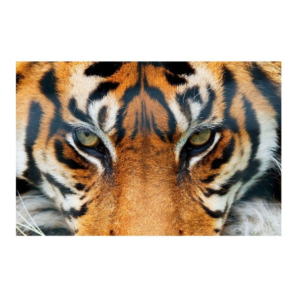 Maxi plagát Tiger, 175x115 cm