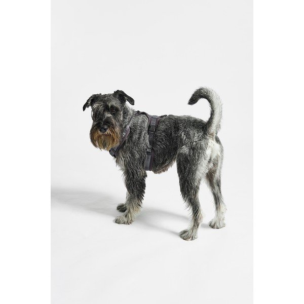 Tmavosivý postroj veľkosť S dĺžka 30 cm Modena Asphalt S – MiaCara-image-1