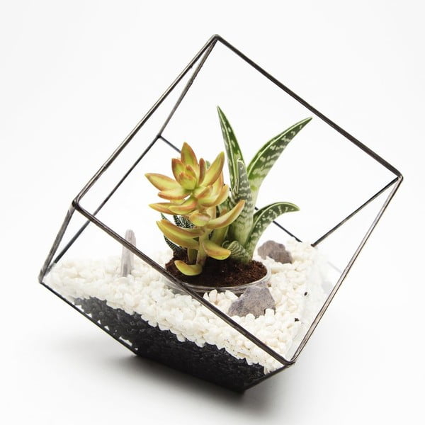 Terárium s rastlinami Cube