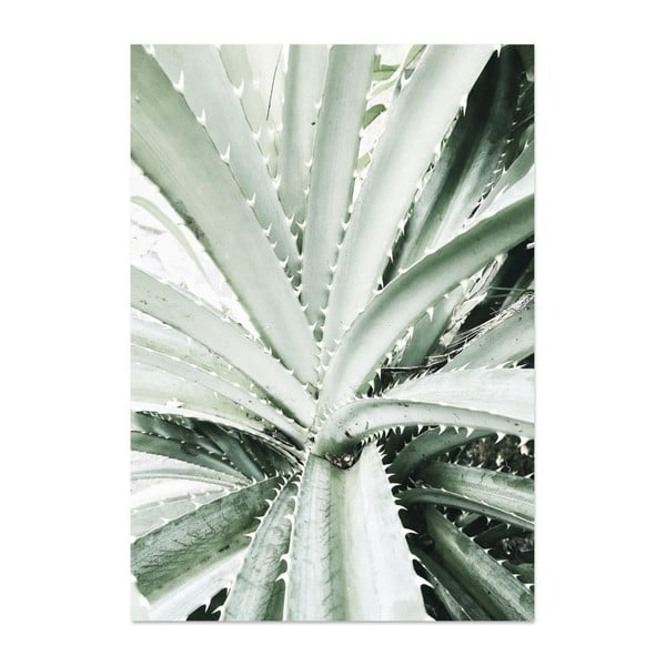 Plagát HF Living Botanic Palm, 21 × 30 cm