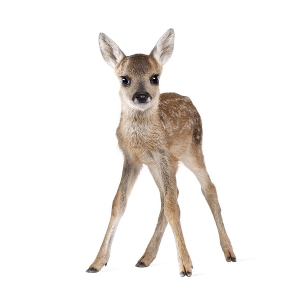 Nástenná samolepka Dekornik Deer Lucy, 72 x 115 cm