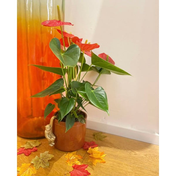 Polyresinová drobná dekorácia Monkey – Sass & Belle-image-3