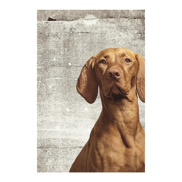Vliesová tapeta Dog, 280 x 186 cm
