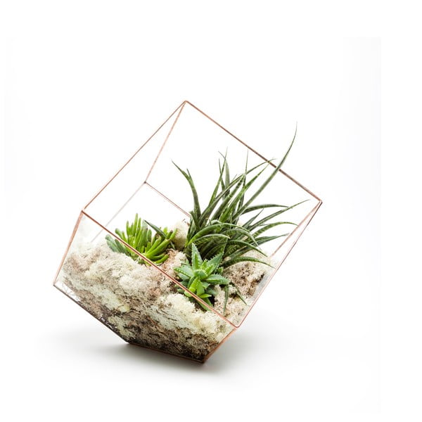 Terárium s rastlinami Supersize Cube, svetlý rám