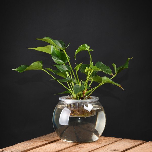 Skleník na rastliny Esschert Design, výška 17,6 cm-image-1