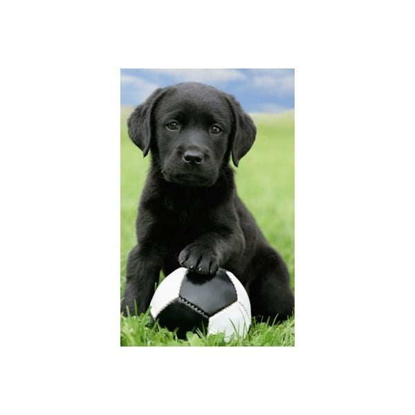 Fotoobraz Football Puppy, 51x81 cm