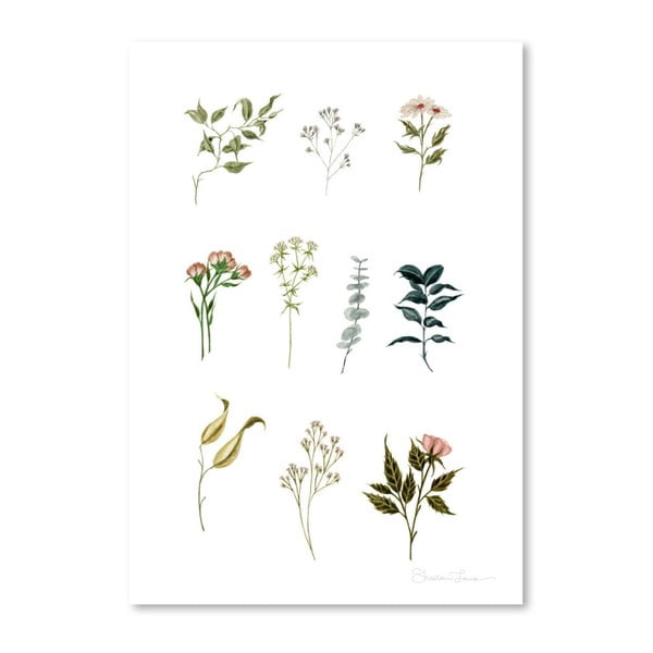 Plagát Delicate Botanica Lpieces by Shealeen Louise, 30 x 42 cm
