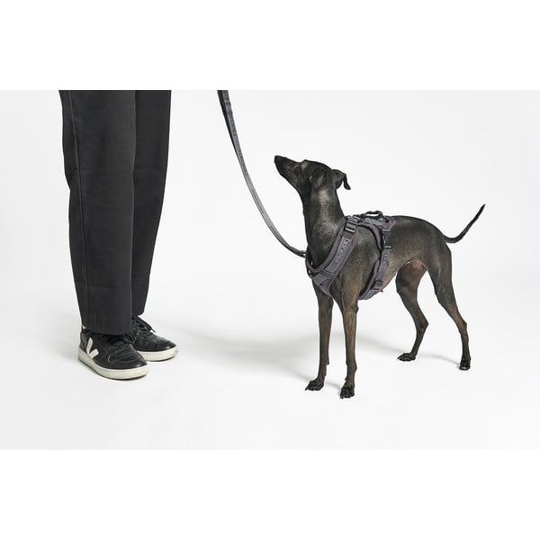 Béžový postroj veľkosť XS dĺžka 25 cm Modena Greige XS – MiaCara-image-2