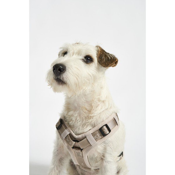 Béžový postroj veľkosť L dĺžka 42 cm Modena Greige L – MiaCara-image-1