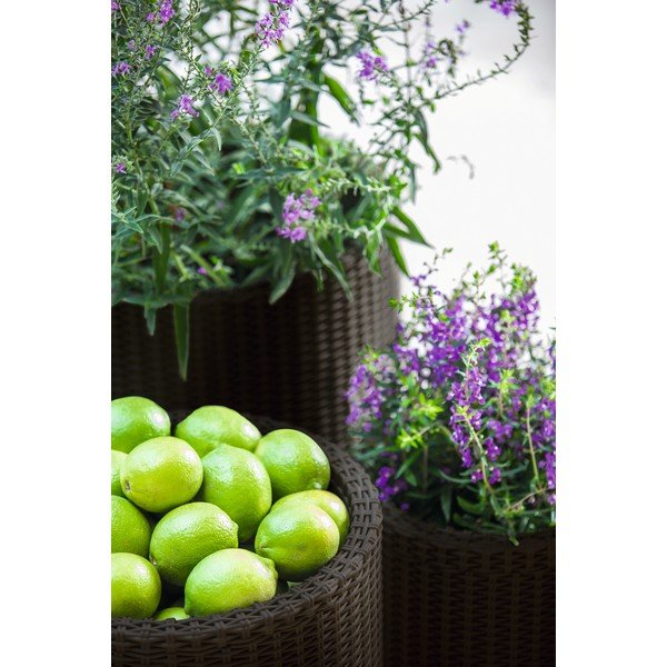 Plastové kvetináče v súprave 3 ks ø 43 cm Cylinder – Keter-image-1