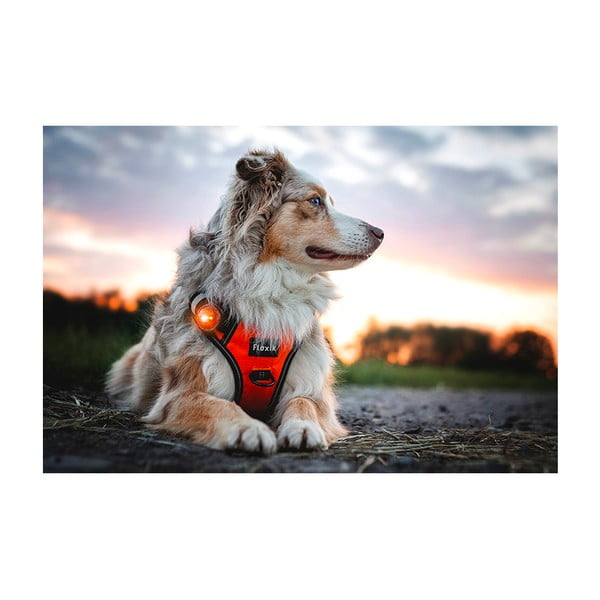 LED svetlo na obojok Amber – Orbiloc-image-4