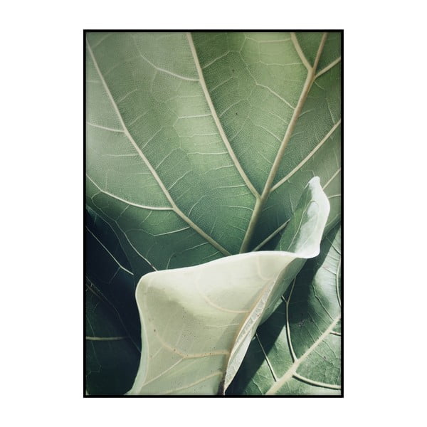 Plagát Imagioo Fig Tree, 40 × 30 cm