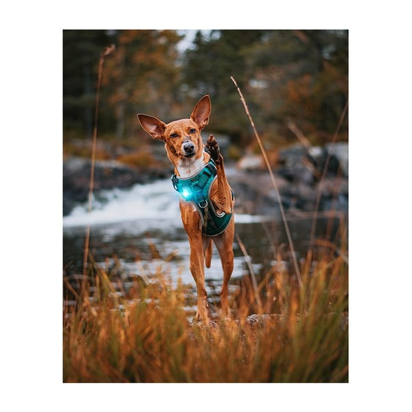 LED svetlo na obojok Turquoise – Orbiloc-image-4