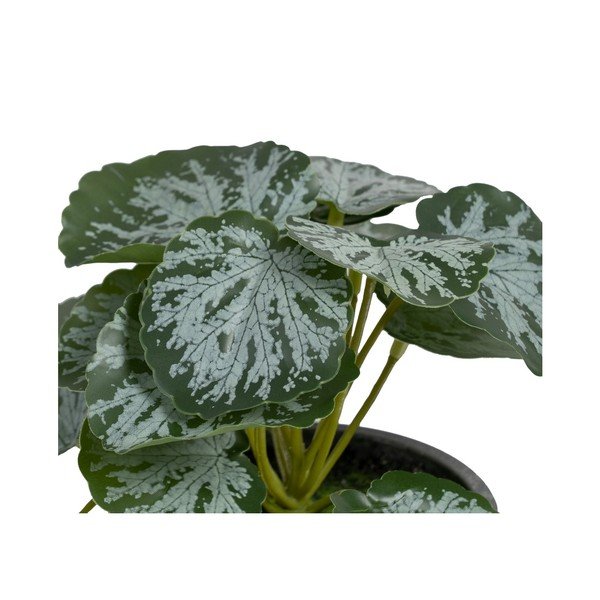 Umelá rastlina (výška 21,5 cm) Saxifraga – Ixia-image-1