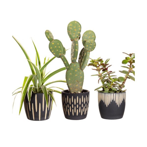 Terakotové obaly na kvetináče v súprave 3 ks ø 8 cm Grafitto – Sass & Belle-image-2