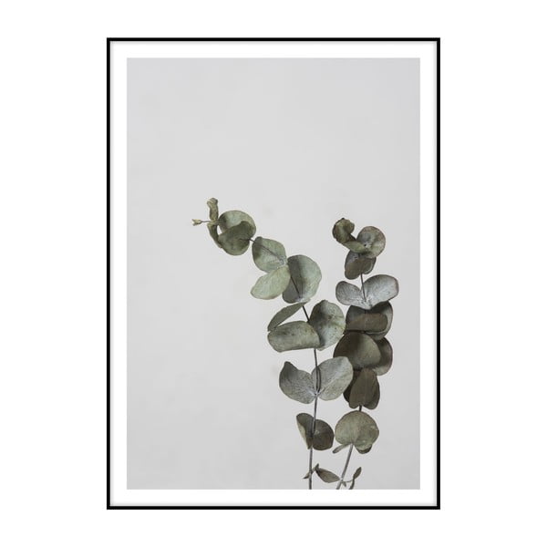 Plagát Imagioo Eucalyptus, 40 × 30 cm