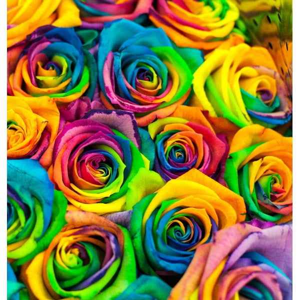 Obraz Dúhové ruže, 60x60 cm
