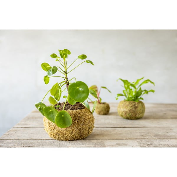 Kvetináč ø 20 cm Kokedama – Esschert Design-image-1