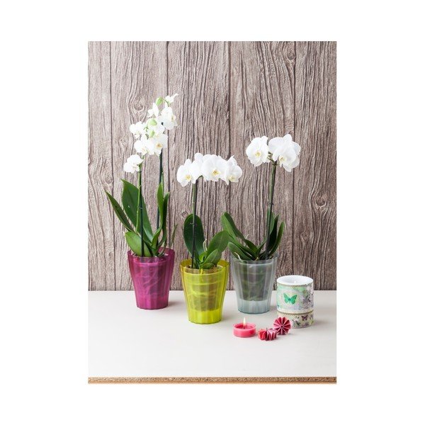 Zelený kvetináč Plastia Trasluscent Ola, ø 13,4 cm-image-2