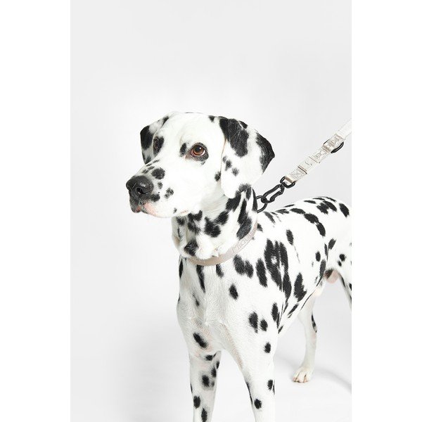 Tmavosivý obojok veľkosť M/L dĺžka 35 cm Modena Asphalt M/ML – MiaCara-image-4