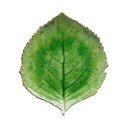 Zelený kameninový tanier Costa Nova Riviera, 19 x 22 cm