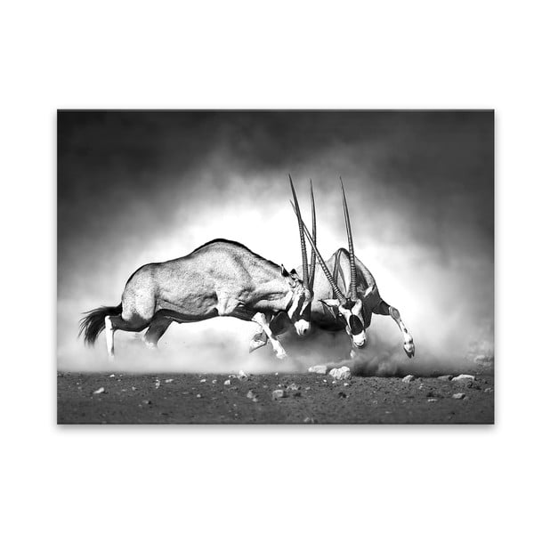 Obraz Styler Glas Animals Gazelle, 70 × 100 cm