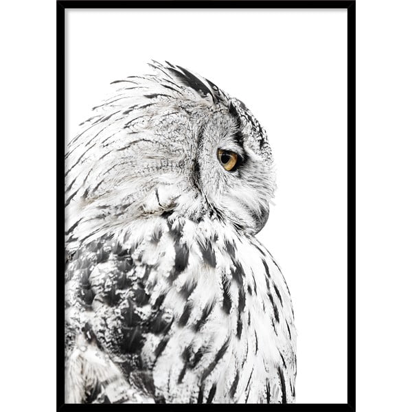Plagát v ráme 50x70 cm Owl - Styler