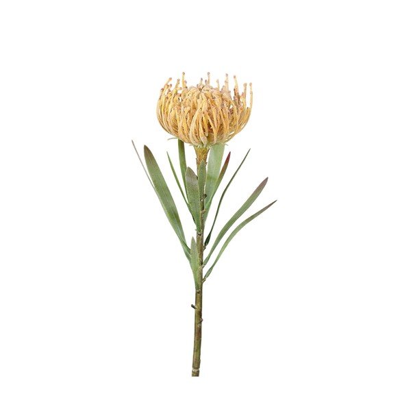 Umelý kvet (výška  43 cm) Protea – Ego Dekor