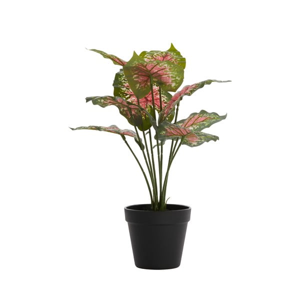 Umelá rastlina (výška 40 cm) Caladium – Light & Living-image-1