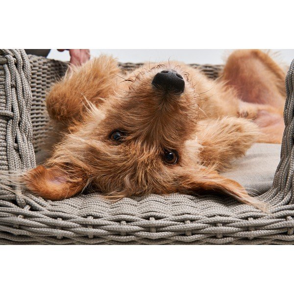 Béžový pelech pre psa 75x85 cm Mio Greige M – MiaCara-image-4