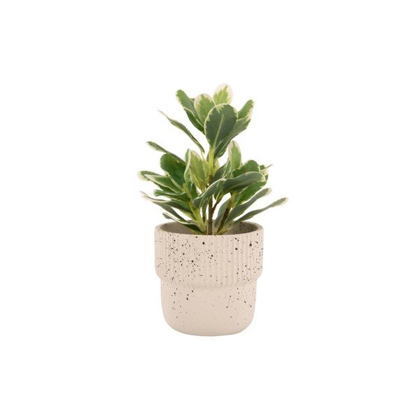 Svetlobéžový betónový kvetináč ø 14 cm Speckles - PT LIVING-image-2