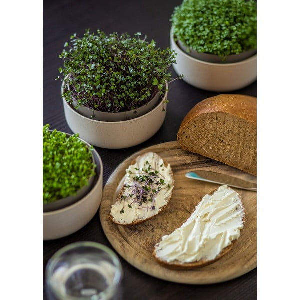 Plastová klíčiaca miska Microgreens + Regrow – Plastia-image-3