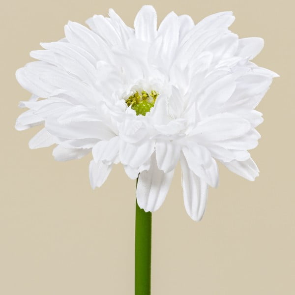 Dekoratívna kvetina Boltze Gerbera