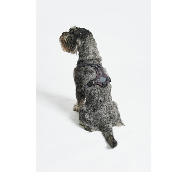 Tmavosivý postroj veľkosť S dĺžka 30 cm Modena Asphalt S – MiaCara-image-2