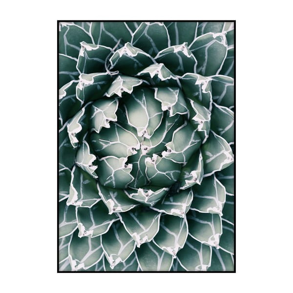 Plagát Imagioo Cactus Close Up, 40 × 30 cm