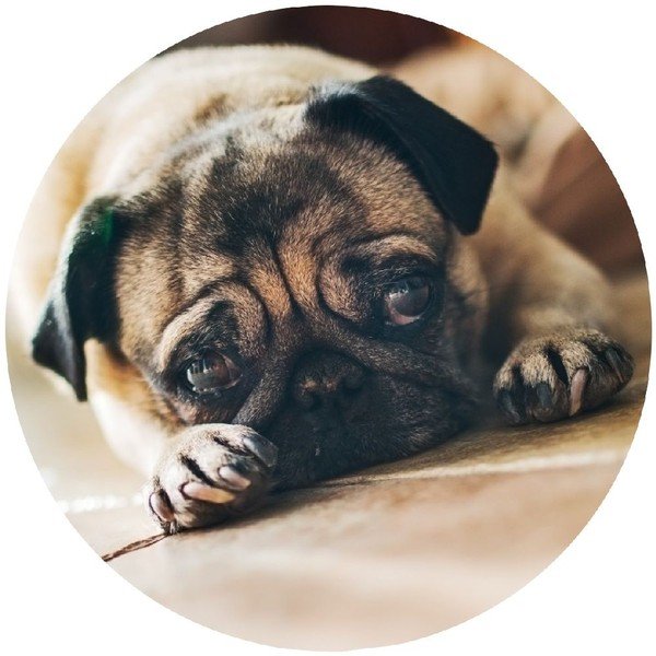 Háčik Wenko Pug-image-1