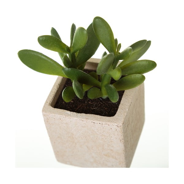 Umelé rastliny v súprave 6 ks (výška  9,5 cm) Cactus – Casa Selección-image-2