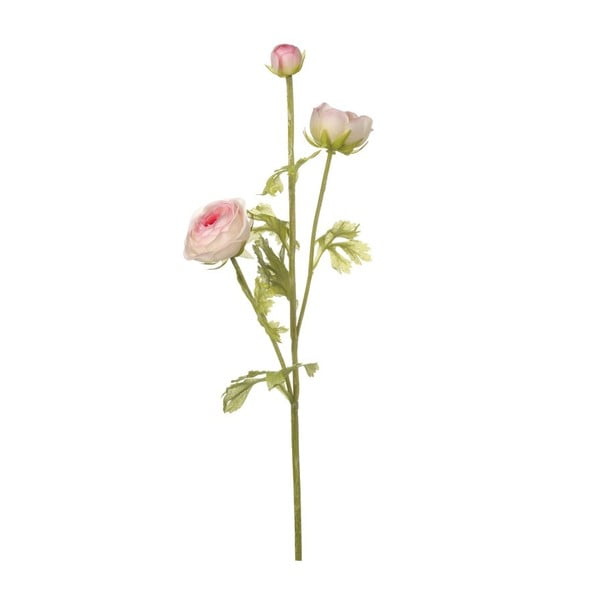 Ružová dekoratívna kvetina Heaven Sends Ranuculus