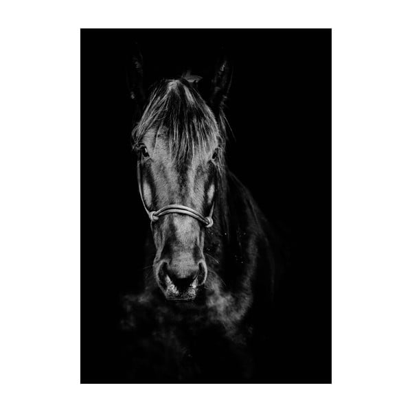 Plagát Imagioo Horse, 40 × 30 cm