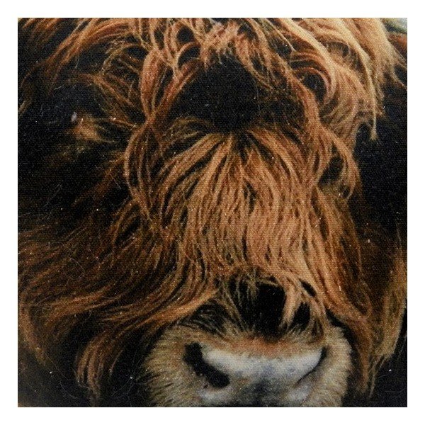 Vankúš Scottish Highlander 50x35 cm-image-2