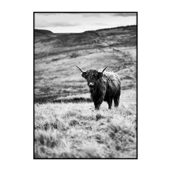 Plagát Imagioo Wild Cow, 40 × 30 cm