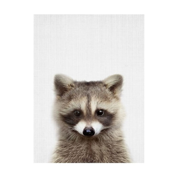 Plagát Blue-Shaker Baby Animals Raccoon, 30 x 40 cm