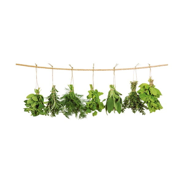 Sklenený obraz Hanging Herbs, 30x80 cm