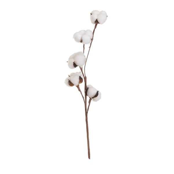 Sušená rastlina (výška 55 cm) Cotton – Casa Selección