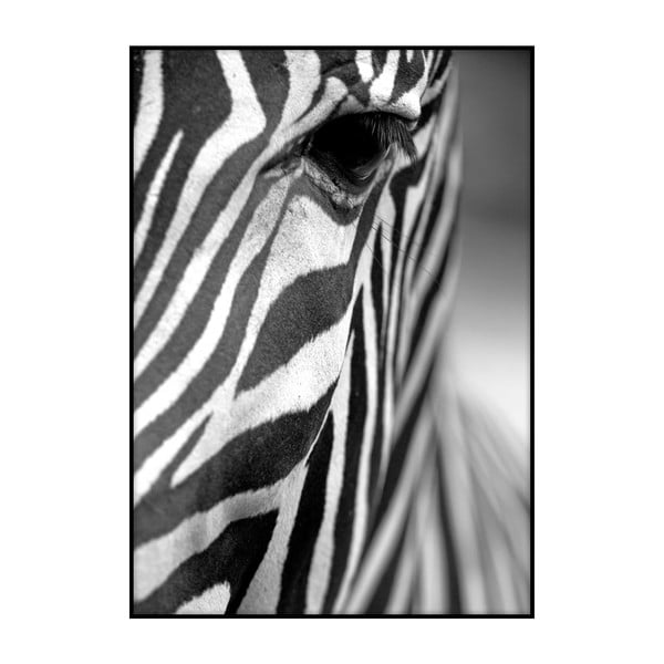 Plagát Imagioo Zebra Texture, 40 × 30 cm
