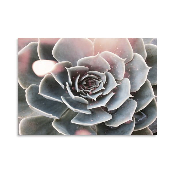 Plagát Americanflat Shiny Succulent, 30 × 42 cm