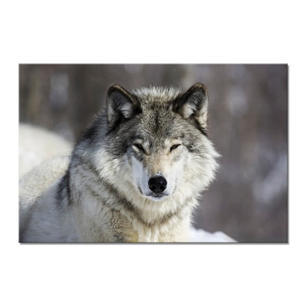 Obraz Styler Glasspik Animal Wolf, 80 × 120 cm