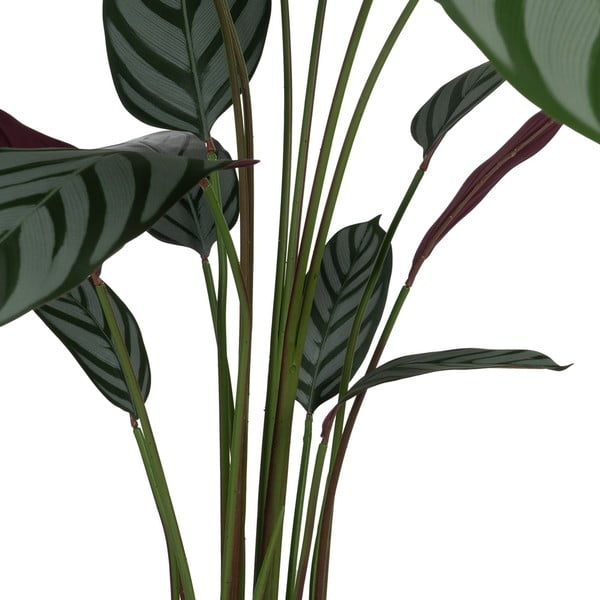 Umelá rastlina (výška 150 cm) Calathea – Ixia-image-2