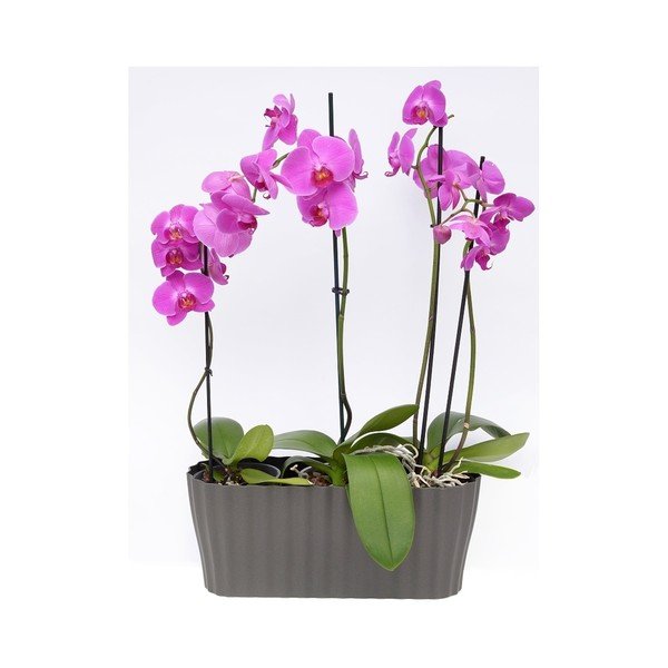 Antracitovosivý kvetináč Plastia Tirola, dĺžka 38 cm-image-2