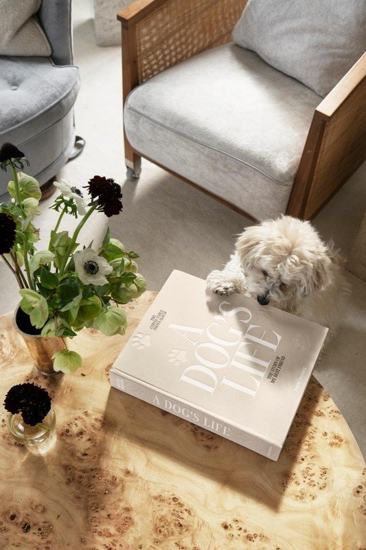 Inšpirácia: Domáci miláčikovia